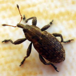 Hypera diversipunctata